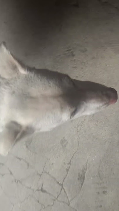DOGIE NANG AAMIY NG BENTI NG TAO #subscribers #doggybestfriend #animallovers #doggielife #petlovers