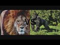 Leão vs Gorila  quem venceria?