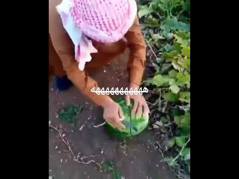 مش باقي كلام اكتبة هههه مصر السعوديه العراق فلسطين الاردن سوريا