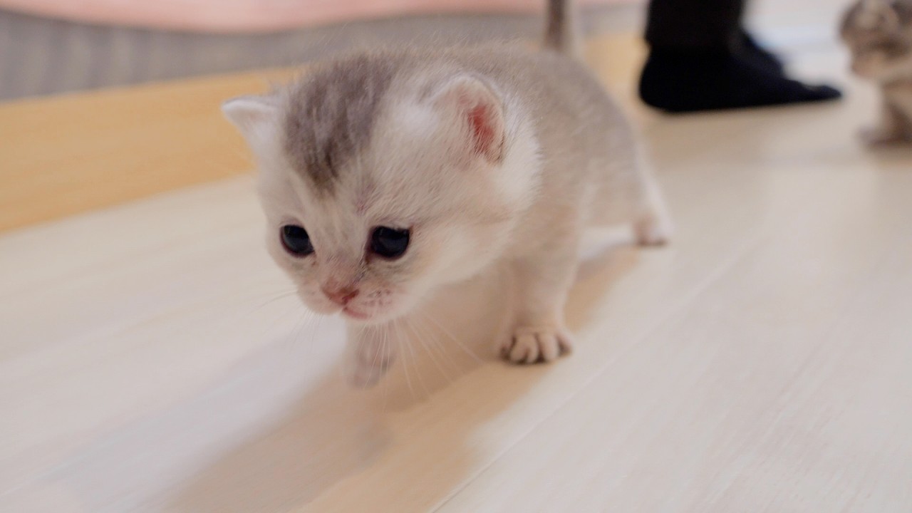 Этот котенок был таким милым, он вдруг хорошо начал ходить и отправился навстречу приключениям!