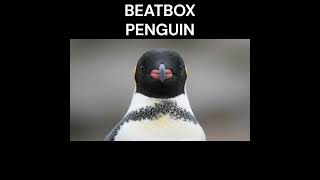 penguin doing Beatboxing!?!?!? #animals #beatbox #ecology
