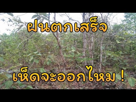 วีดีโอ: เห็ดหลังฝนตกนานแค่ไหน?