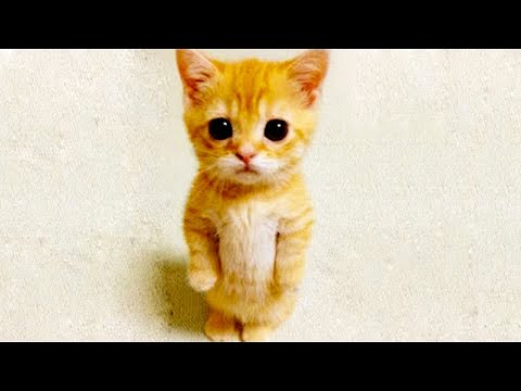 Funniest Animals Video - Best Cats Videos Compilation #119