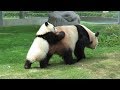 可愛すぎる結浜、お母さんに後ろからべったり張り付いたまま歩いていく♪ Giant Panda Yuihin♪