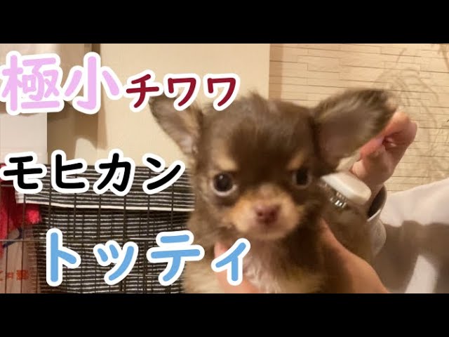チワワ チョコタンの特徴や性格 販売価格を完全解説 株式会社わんこのおもい 小型犬専用日本製高級ドッグフード販売 チワワ チョコタンの特徴や性格 販売価格を完全解説 株式会社わんこのおもい 小型犬専用日本製高級ドッグフード販売
