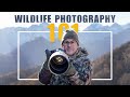 Top tips to get into wildlife photography  learn from a professional