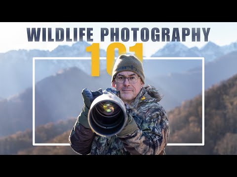 TOP TIPS to get started in WILDLIFE PHOTOGRAPHY.  Learn from a professional!