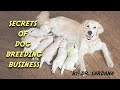 Secrets of dog breeding business