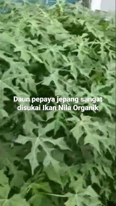 Japanese papaya leaves are very popular with tilapia fish.