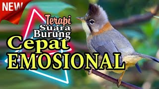 Download Lagu Kompilasi MASTERAN PALING AMPUH MUDAH DITIRU PASS UNTUK BURUNG EMOSI‼️ MP3 Download Lagu Kompilasi MASTERAN PALING AMPUH MUDAH DITIRU PASS UNTUK BURUNG EMOSI‼️ MP3