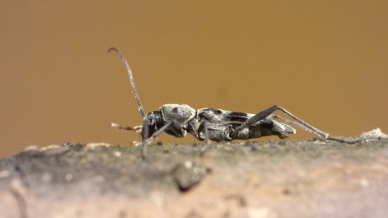 Chlorophorus herbstii