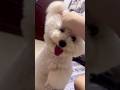 Em bé của mẹ nè - My baby #shorts #bichon #bichonfrise