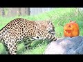 Spooky Pumpkin Enrichment With Kaloa The Jaguar