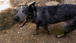 Glencarlyn Dog Park review  Arlington, VA