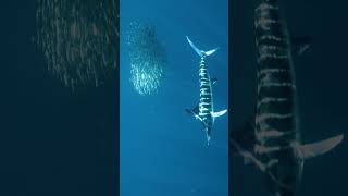 Sailfish Master Hunters