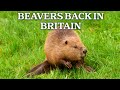 Scotland’s Rarest Sight: The Return of the Eurasian Beaver