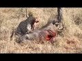 leopard eats live warthog