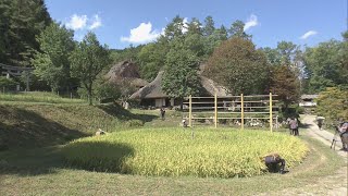 今では珍しい「車田」　高山市の観光施設で稲刈りを披露