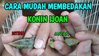 cara AMPUH membedakan konin IJOAN JANTAN dan BETINA