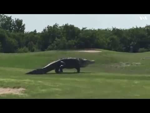 Гигантский аллигатор замечен на поле для гольфа