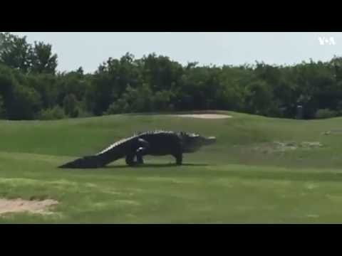 Видео: Лучшие общественные поля для гольфа Техаса