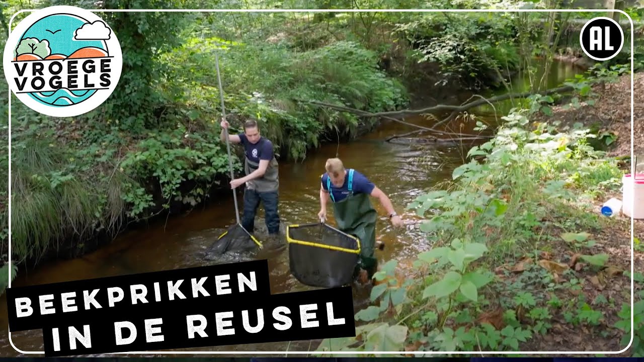 Beekprikken in de Reusel | TV | Vroege Vogels