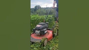 Mowing my Buckwheat cover crop #hatfieldcountry #gardening #covercrop