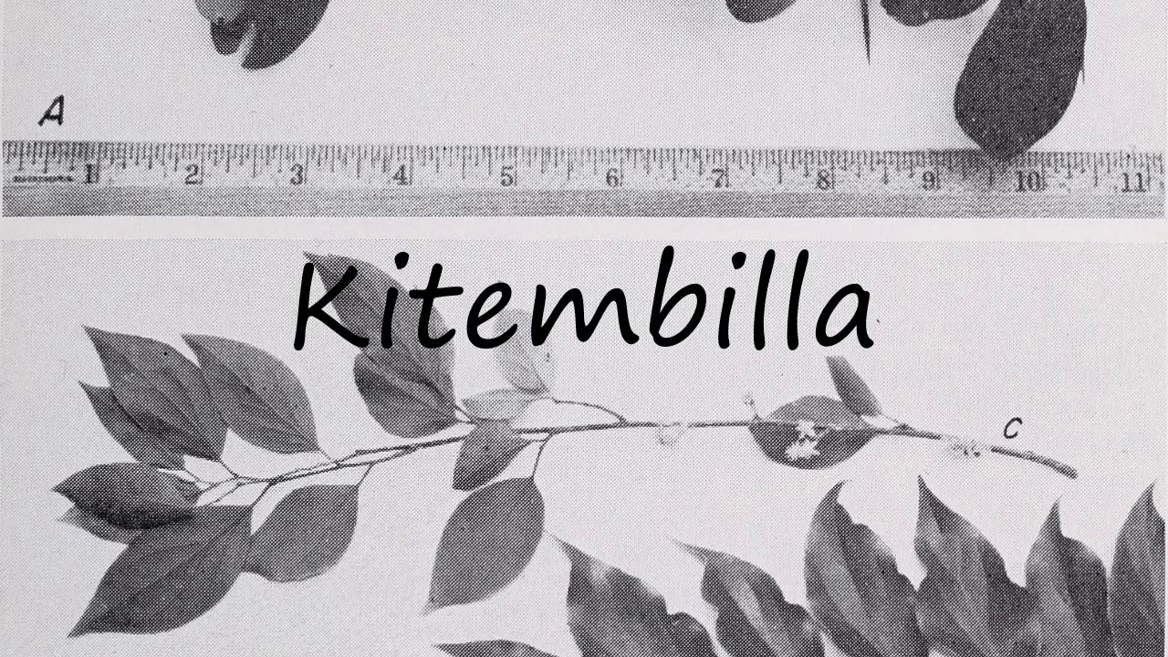 How to Pronounce Kitembilla?