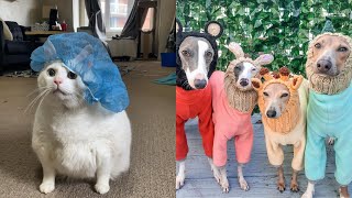 Tiktok Funny And Cute Pets / Tiktok's Cutest Pets  #1 by Cute Paws 353 views 2 years ago 8 minutes, 6 seconds