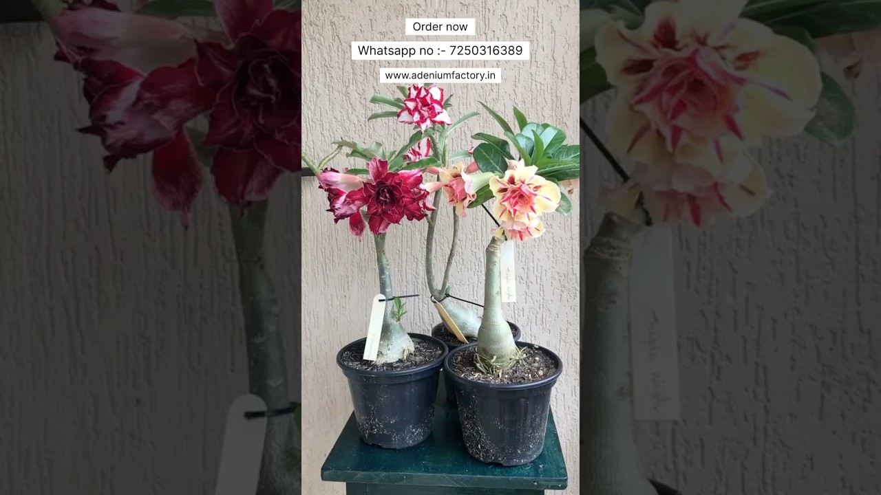 Rare Imported Adenium Plant Online Shopping 🪴 