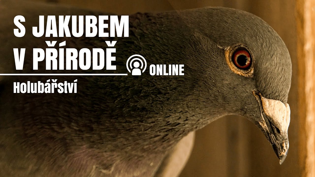 S Jakubem v přírodě online - Holubářství - Závodní holubi s Miroslavem Ptáčkem