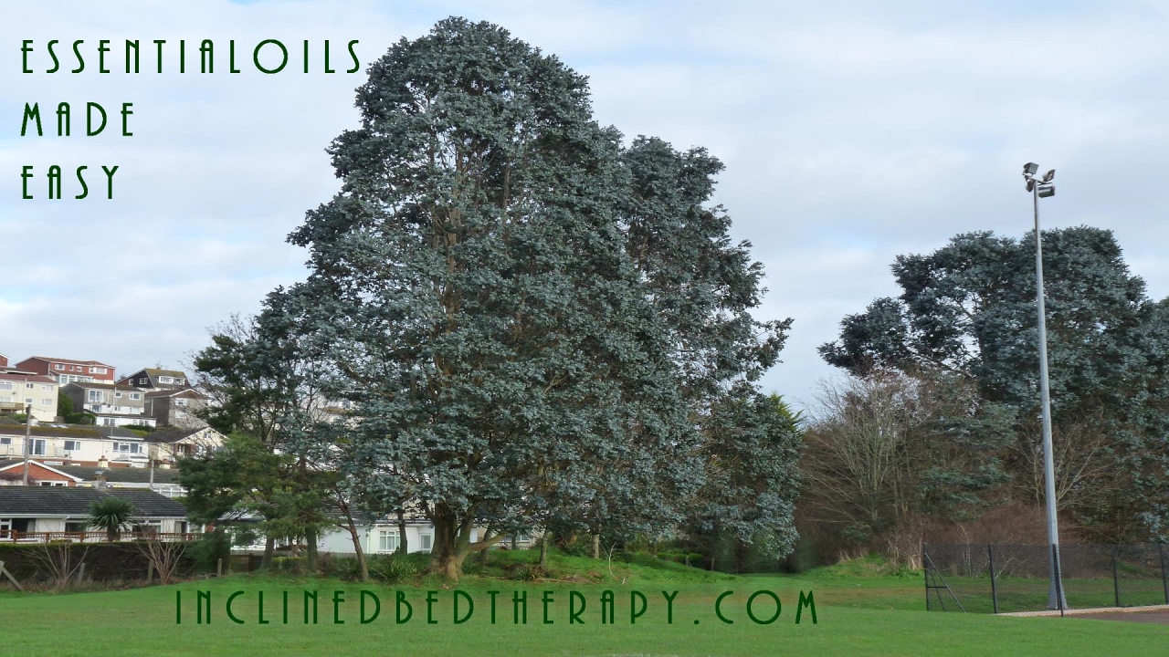 Simple Distillation in Pressure Cooker Still Eucalyptus Oil Homemade Essential Oils DIY