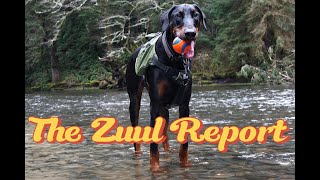 Zuul Playing Fetch by the Ocean - Amazing Doberman Moment