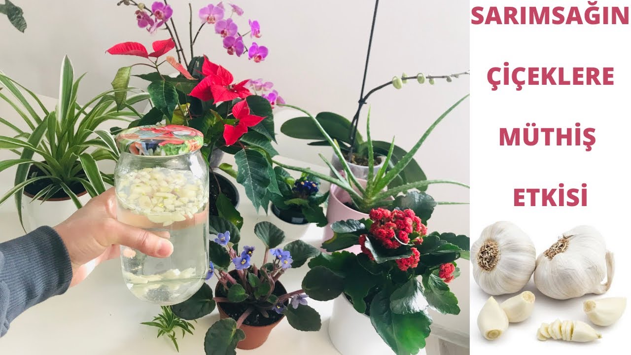 Sarımsağın çiçekleri coşturan müthiş etkisi/ Sarımsak ile çiçek bakımı/ orkide bakımı/ Aloe vera
