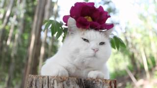 のせ猫 x 牡丹 peony and cat - YouTube