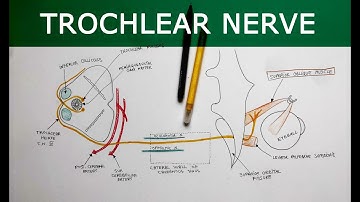 Trochlear Nerve | Anatomy Tutorial