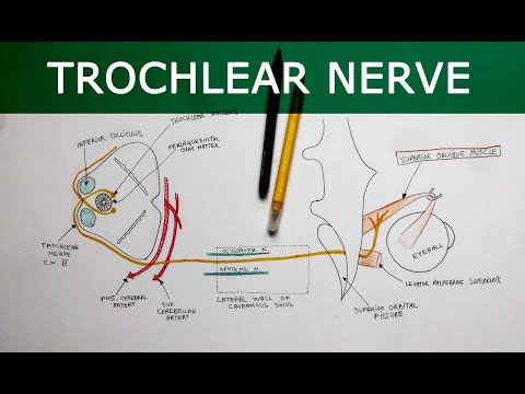 Trochlear Nerve | Anatomy Tutorial