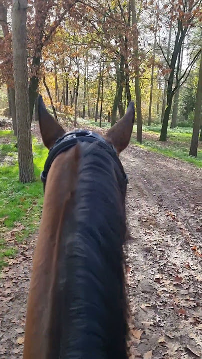 Forrest walk #movie #music #soundtrack #love #horse #soundhorse #equestrian #horsewhisperer #stalli