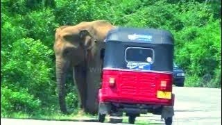 elephant pulled a tuk tuk to stop it #attack #adventure #wildelephants #wildlife