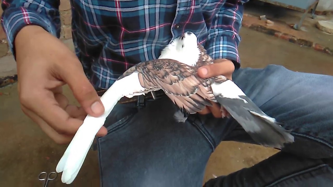 Kabootar ke par katne ka sahi tarika