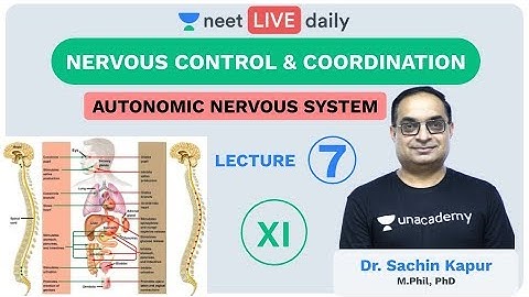 Neural Control & Coordination - Lecture 7 | ANS | Unacademy NEET| LIVE DAILY | Biology | Sachin Sir