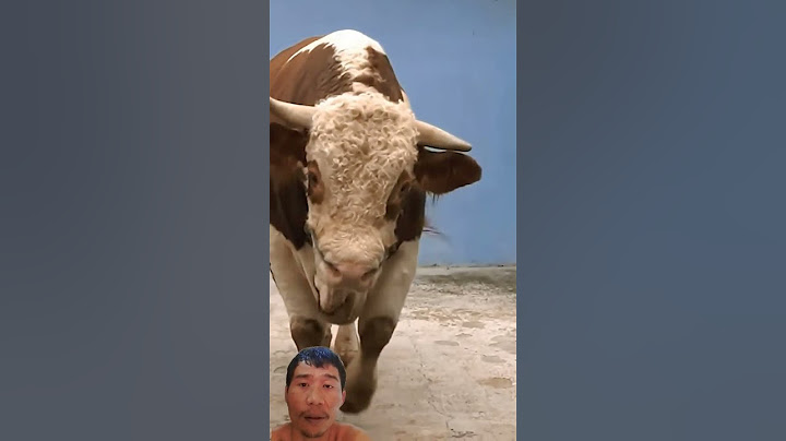KALO UDAH ADA DI KANDANG RUMAH GINI PASTI SAPI INI SPESIAL BANGET #shorts
