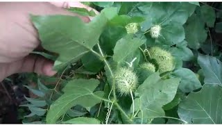 అతయత శకతవతమన ఎవవరక కనపచన డవరడగ దవదలDavardangi-Devadaaliమకక Live ల చడడ