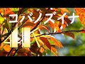 コバノズイナ紅葉 2020 [4K]