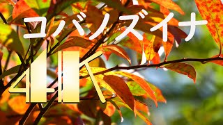 コバノズイナ紅葉 2020 [4K]