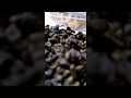 【荼公子】茶葉，使用保鮮盒Ankomn測試 (三個月)