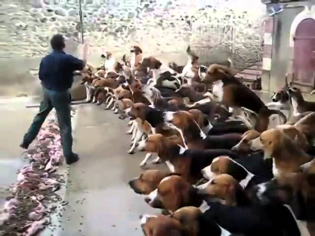 رجل يروض اكثر من الف كلب جائع مفترس | champion breeds