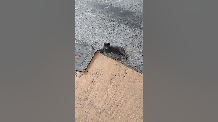Quien Rompió La Alfombra?Yo No Fui!!!🫣🫣