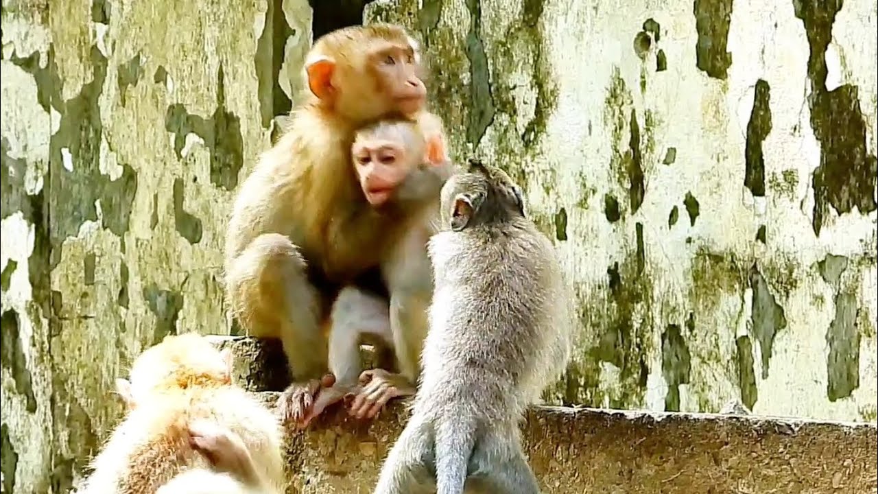 Little Monkeys Dawn and Angela are attacking with little monkey Nori to get poor baby monkey Lucie