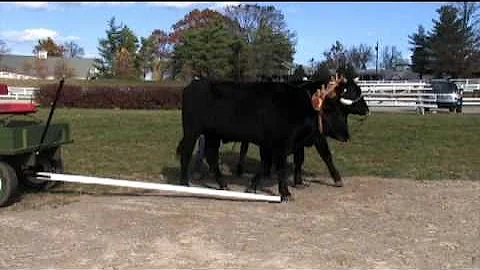 Driving Oxen With Lines